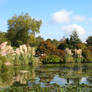 Lily pond 2