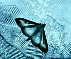 Moth on blue glass