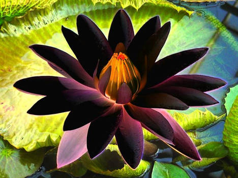 Waterlily