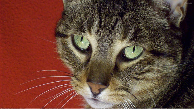 Scary Cat Face Closeup And Green Eyes