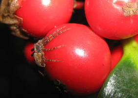 Crab Spider on a Holly Berry