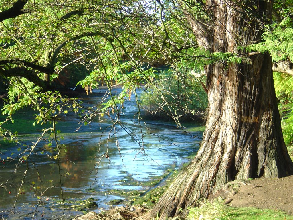 Tree on lake without water