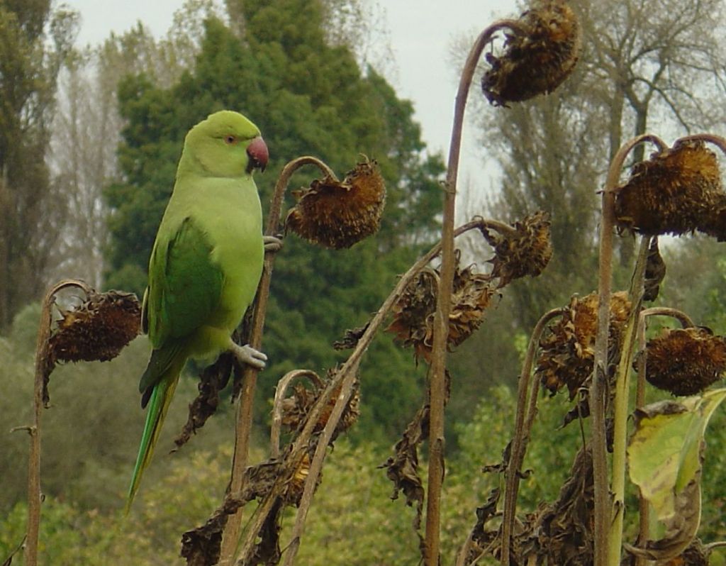 Parakeet and sunflower heads