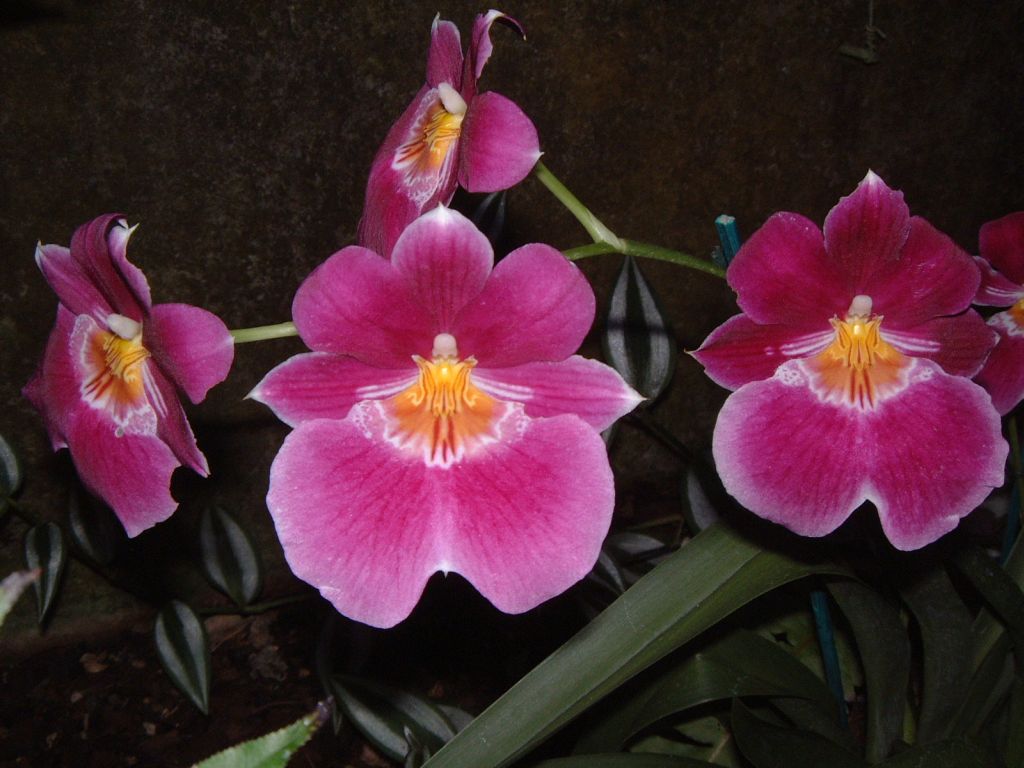 pink orchids