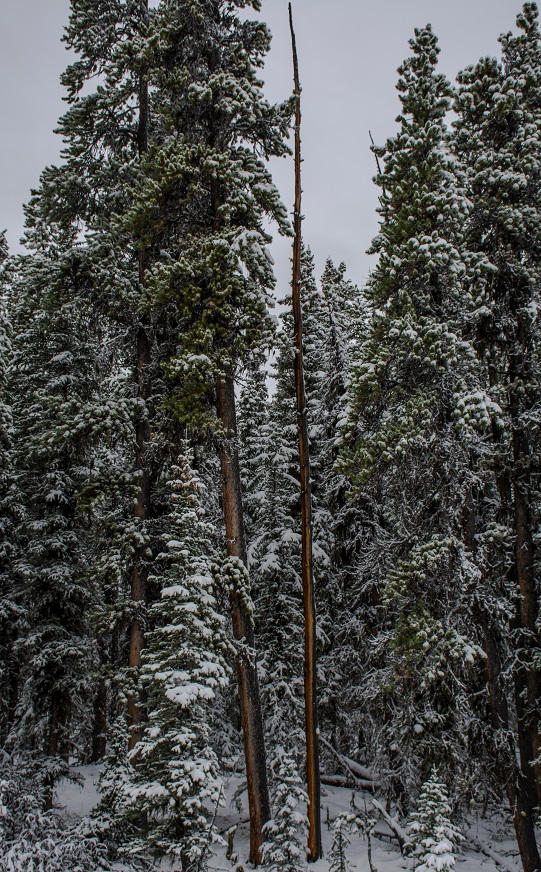 first snow colors by rjpjr on DeviantArt