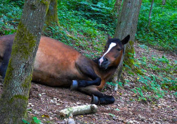 Playful Pony