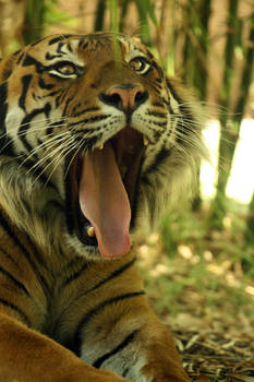 Yawning Tiger