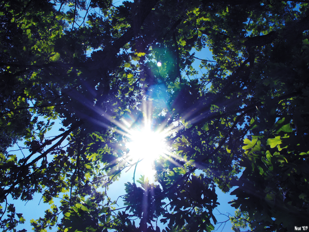 On The Tree Top