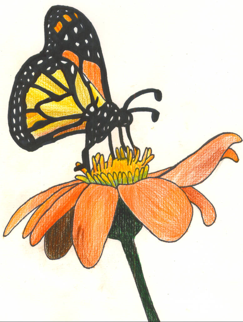 Monarch Butterfly by NatPal on DeviantArt