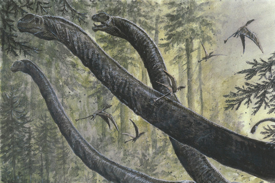 The Forest of Long Necks