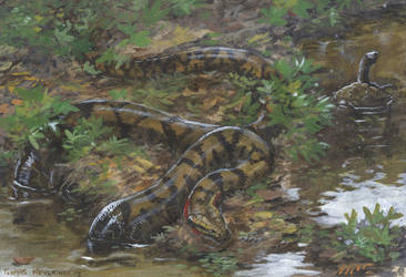 Domain of Titanoboa