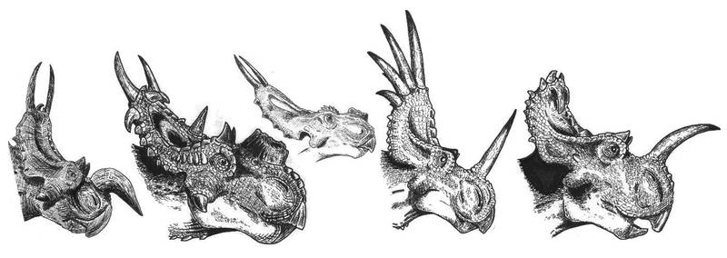 Ceratopsids 1