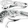 Head and skull of Anatotitan