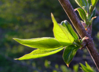 Leaves