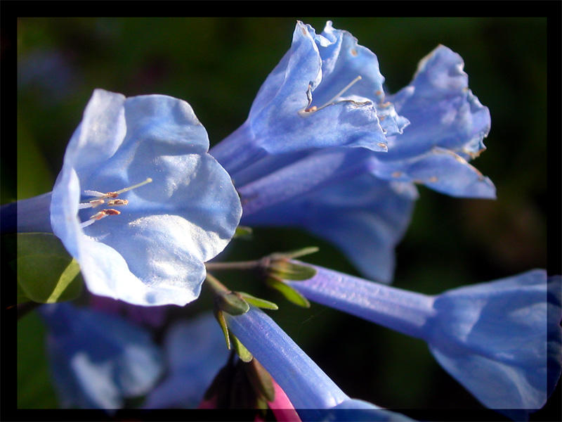 Blue Wild Flowers