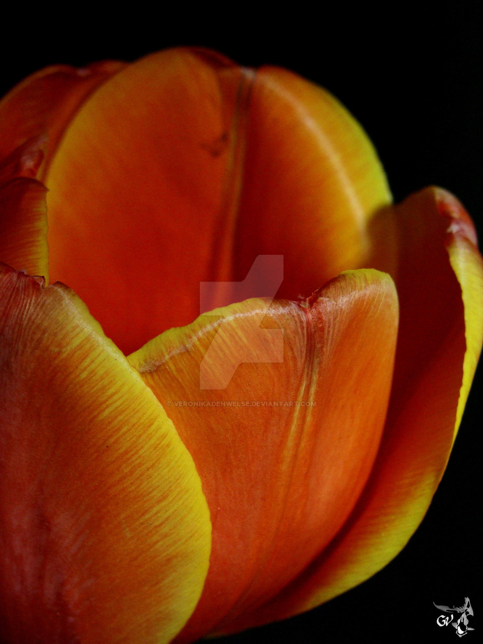 tulip III