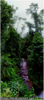 Forest Stream