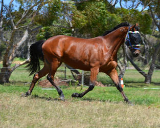 Standardbred Trotter - Man Of Iron