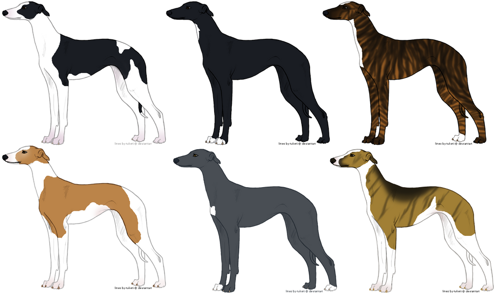 Whippets Design Whippet designs by becki-moorcroft on DeviantArt