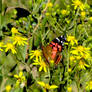 Small Butterfly in flowers