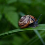 The snail