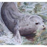 Harbor Seal