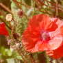 Stock: Poppies