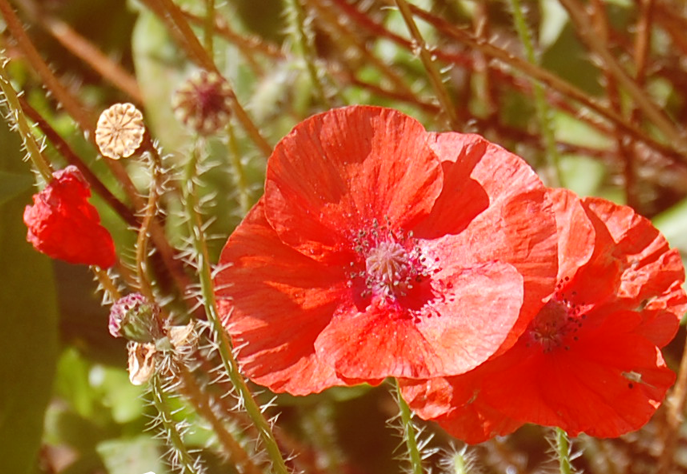 Stock: Poppies