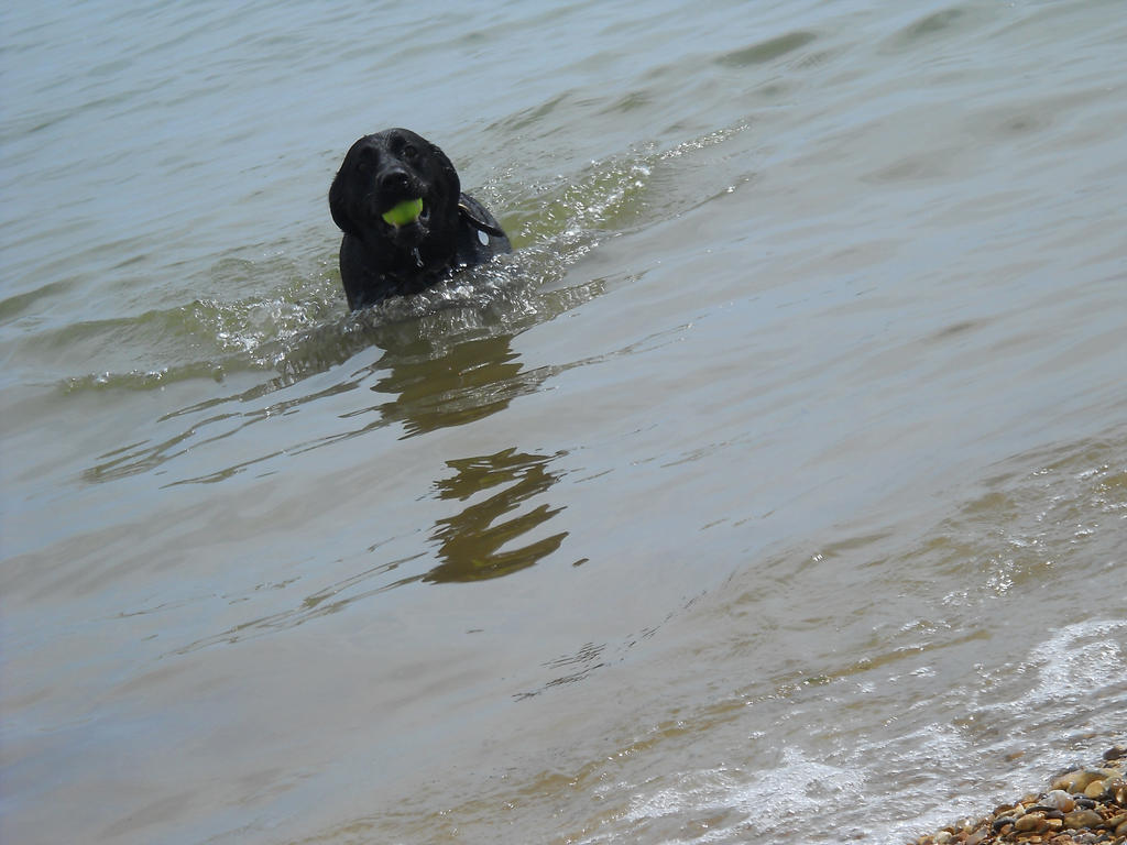 Stock: Jaspers First Time (in the sea)