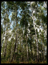 Birches standing high