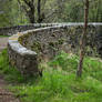 The tree by the Bridge