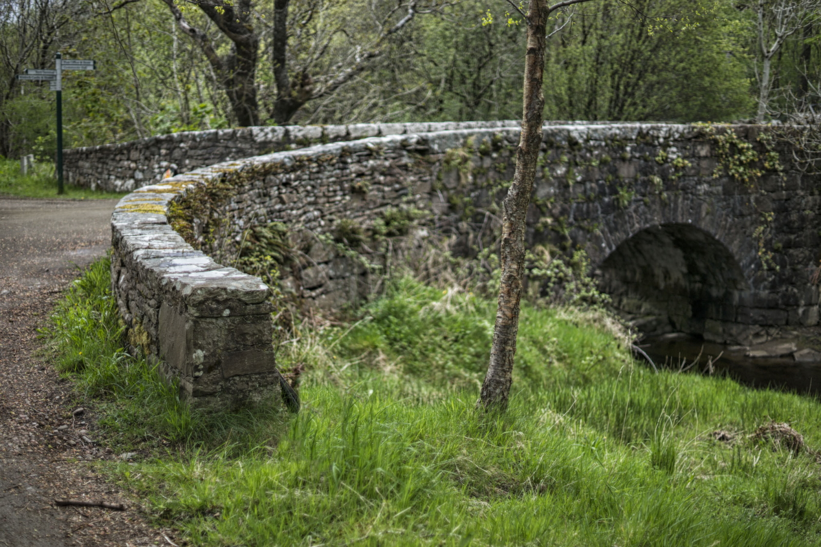 The tree by the Bridge