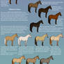 Equine Color and Markings Chart