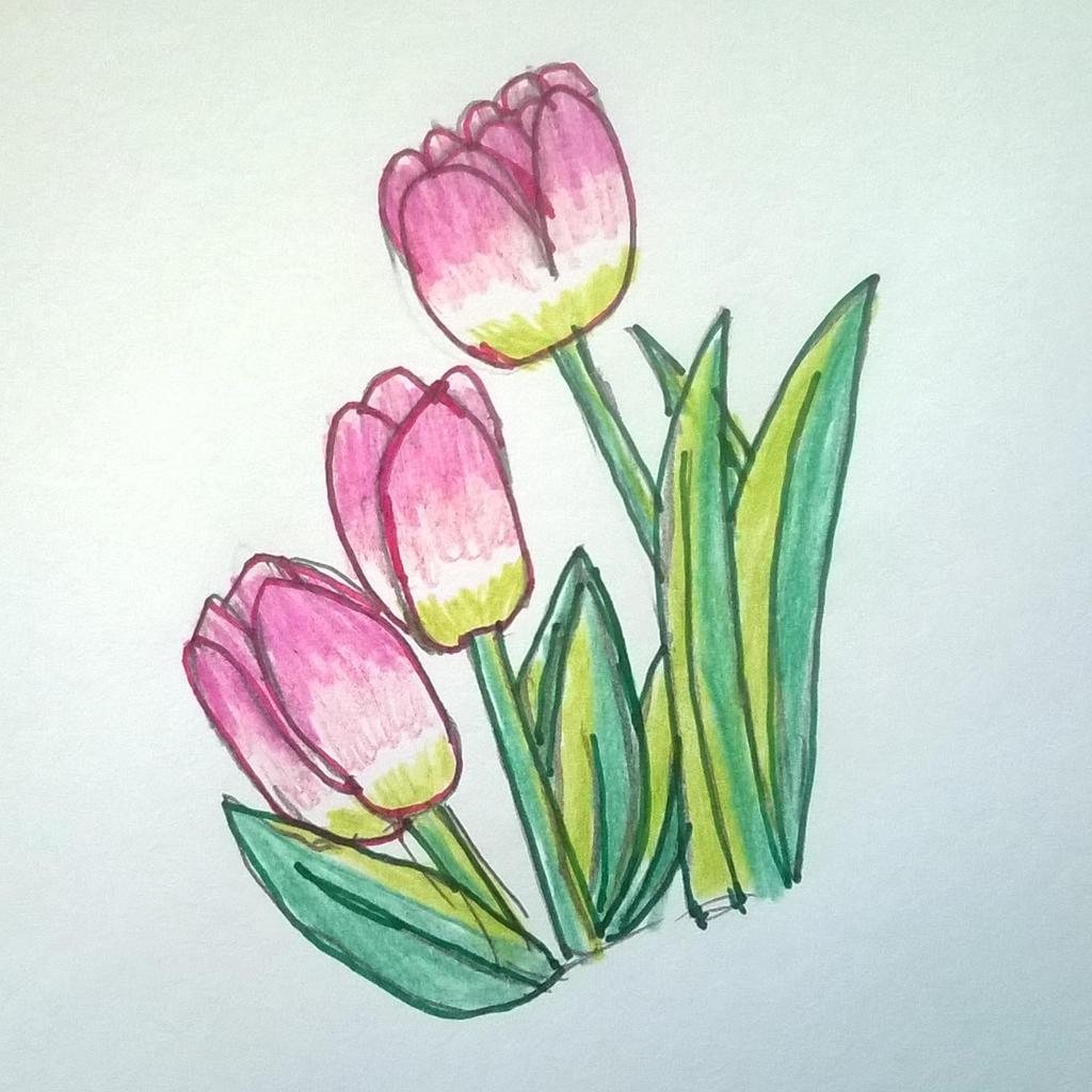 Tulips by cutecolorful on DeviantArt