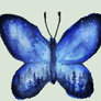 Blue Butterfly