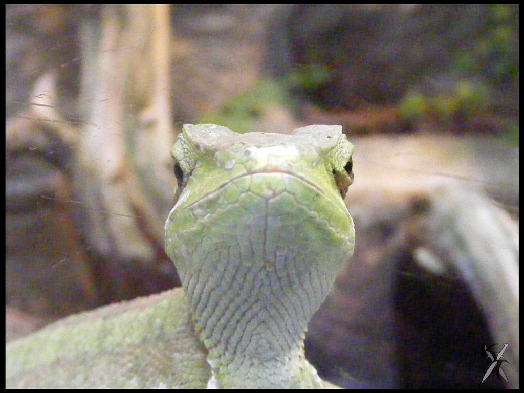 Grumpy Lizard by Katana-Tate on DeviantArt