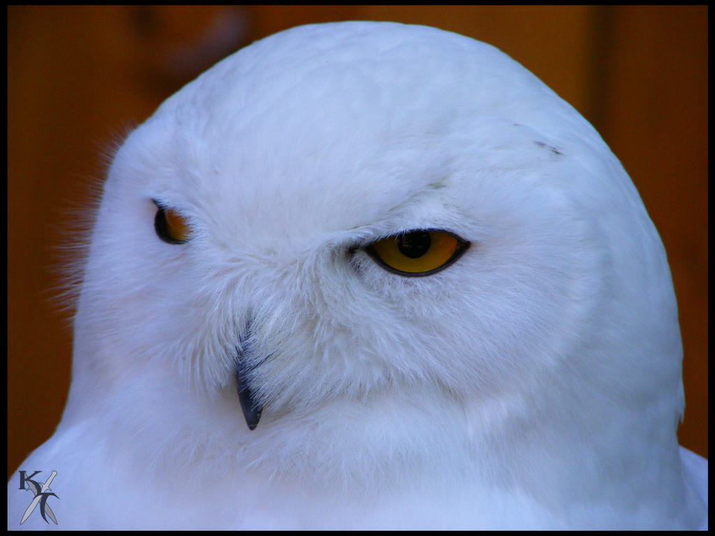 A stare says more than the beak ever can tell