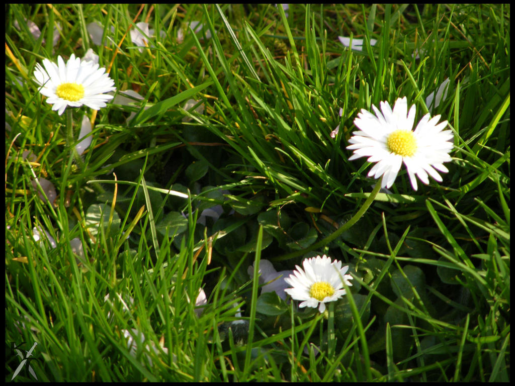 Ostara's flowers and Baldur's eyes