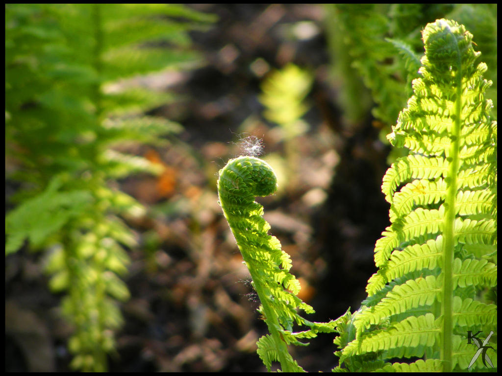 Young fern