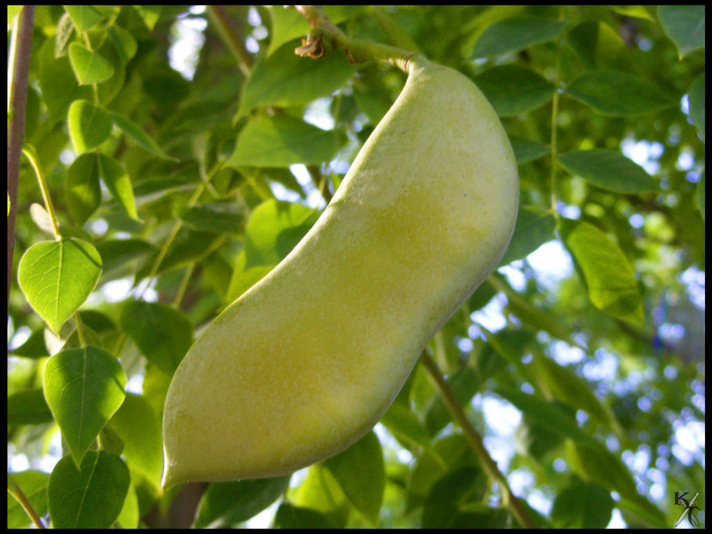 Tree peapod by Katana-Tate on DeviantArt