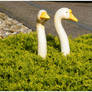 Untiled Goose Quarantine