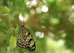 Suspendu by glimmering-butterfly