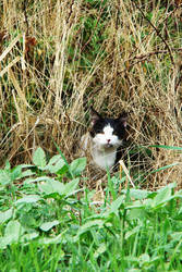 In the Brush