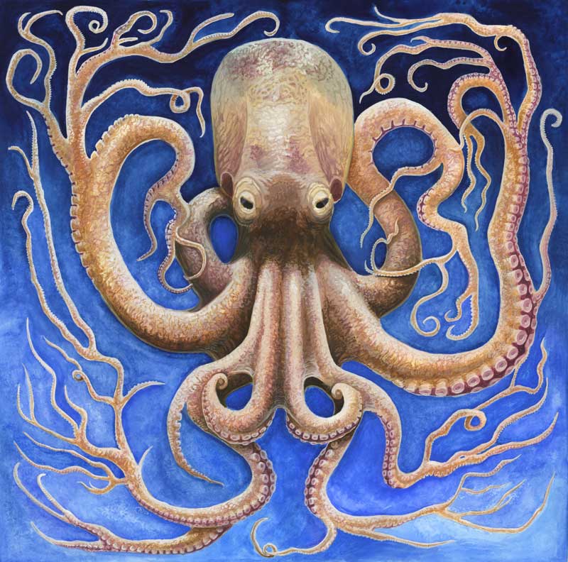 Pathological Cephalopod