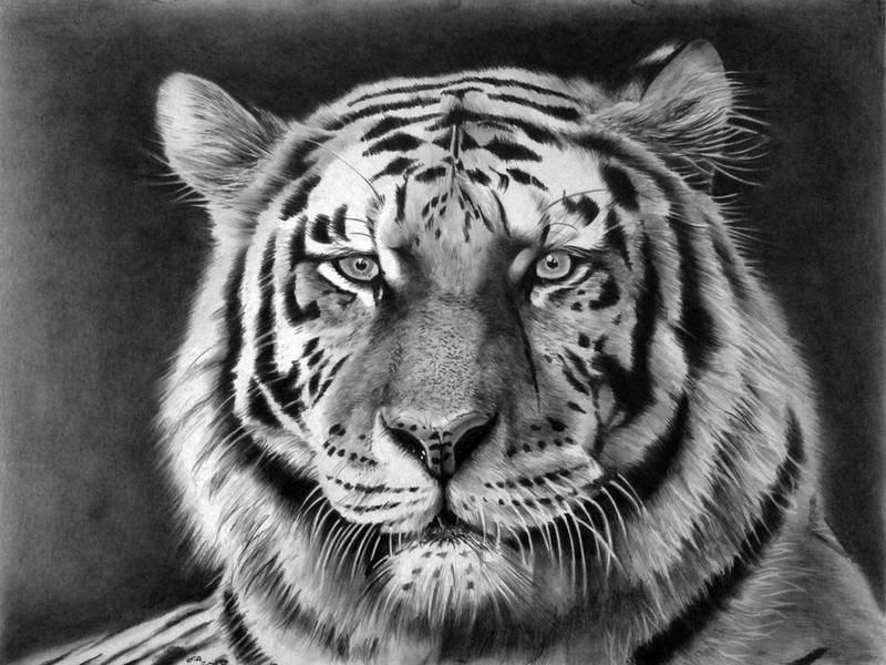 Tiger by donchild on DeviantArt