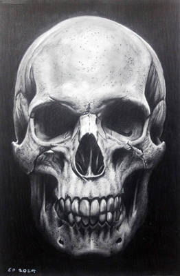 Skull Study