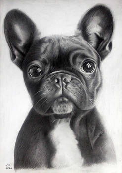 Frenchie
