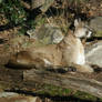 NC Zoo Cougar 3