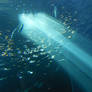 Underwater - Light