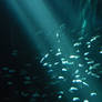 Underwater - Light - Fish